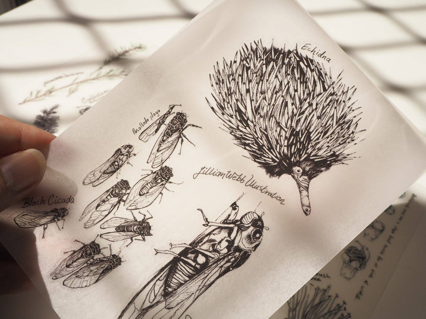 Scientific Drawings and paintings by Lillian Webb Designs - Rub-on/ Transfer Sticker 029, 030 031
