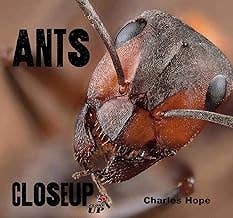 Ants (Close Up)