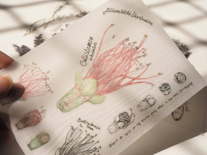 Scientific Drawings and paintings by Lillian Webb Designs - Rub-on/ Transfer Sticker 029, 030 031