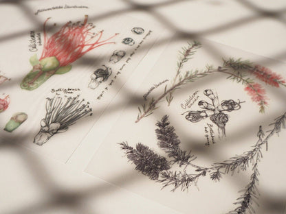 Scientific Drawings and paintings by Lillian Webb Designs - Rub-on/ Transfer Sticker 029, 030 031