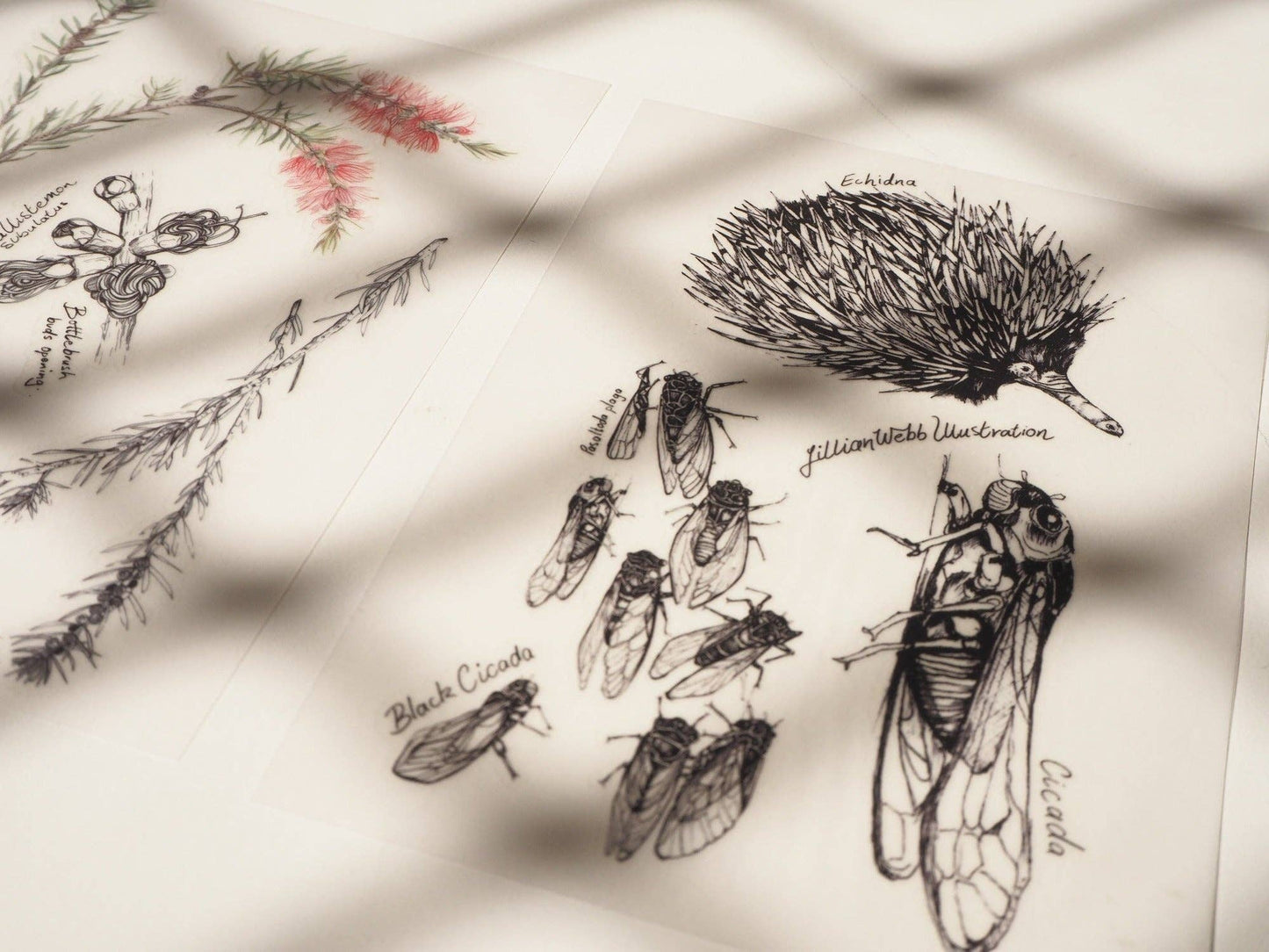 Scientific Drawings and paintings by Lillian Webb Designs - Rub-on/ Transfer Sticker 029, 030 031