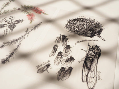 Scientific Drawings and paintings by Lillian Webb Designs - Rub-on/ Transfer Sticker 029, 030 031