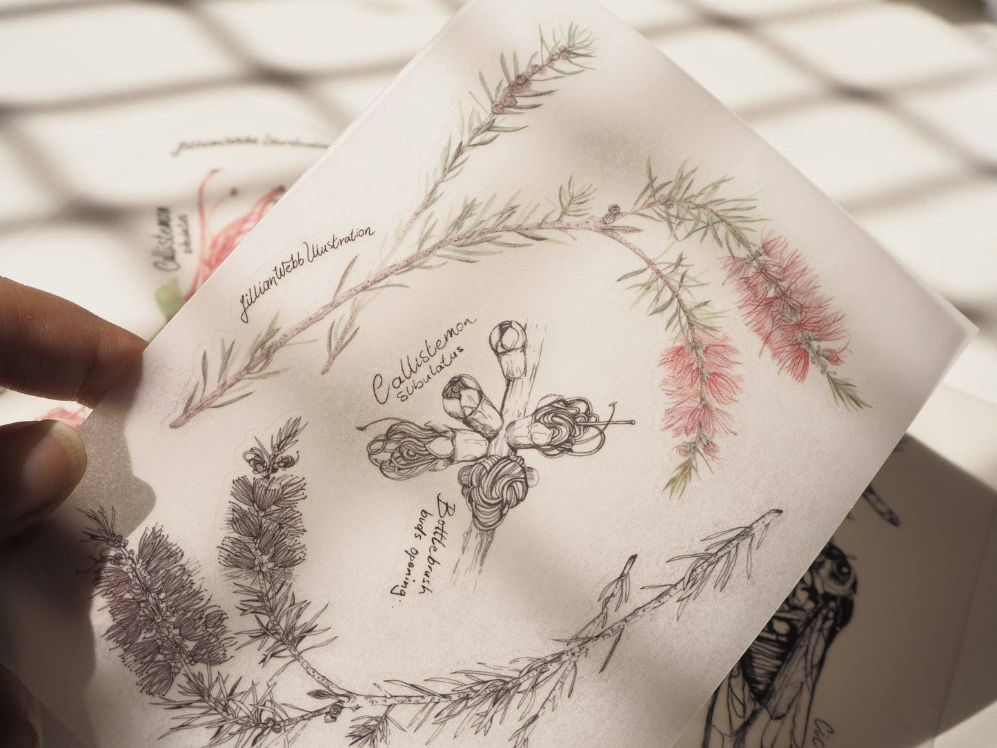 Scientific Drawings and paintings by Lillian Webb Designs - Rub-on/ Transfer Sticker 029, 030 031