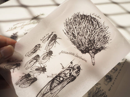 Scientific Drawings and paintings by Lillian Webb Designs - Rub-on/ Transfer Sticker 029, 030 031